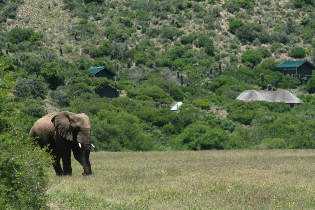 Hillsnek Safari Camp - Amakhala Game Reserve Βίλα Εξωτερικό φωτογραφία