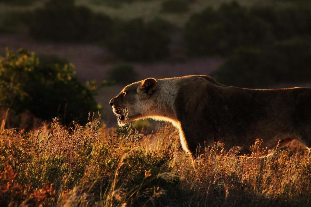 Hillsnek Safari Camp - Amakhala Game Reserve Βίλα Εξωτερικό φωτογραφία