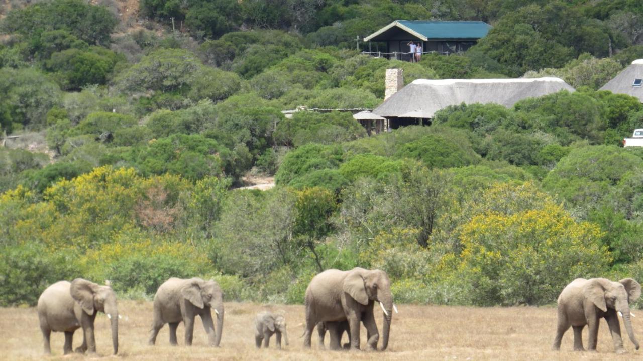 Hillsnek Safari Camp - Amakhala Game Reserve Βίλα Εξωτερικό φωτογραφία