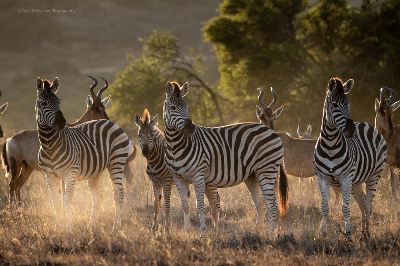 Hillsnek Safari Camp - Amakhala Game Reserve Εξωτερικό φωτογραφία