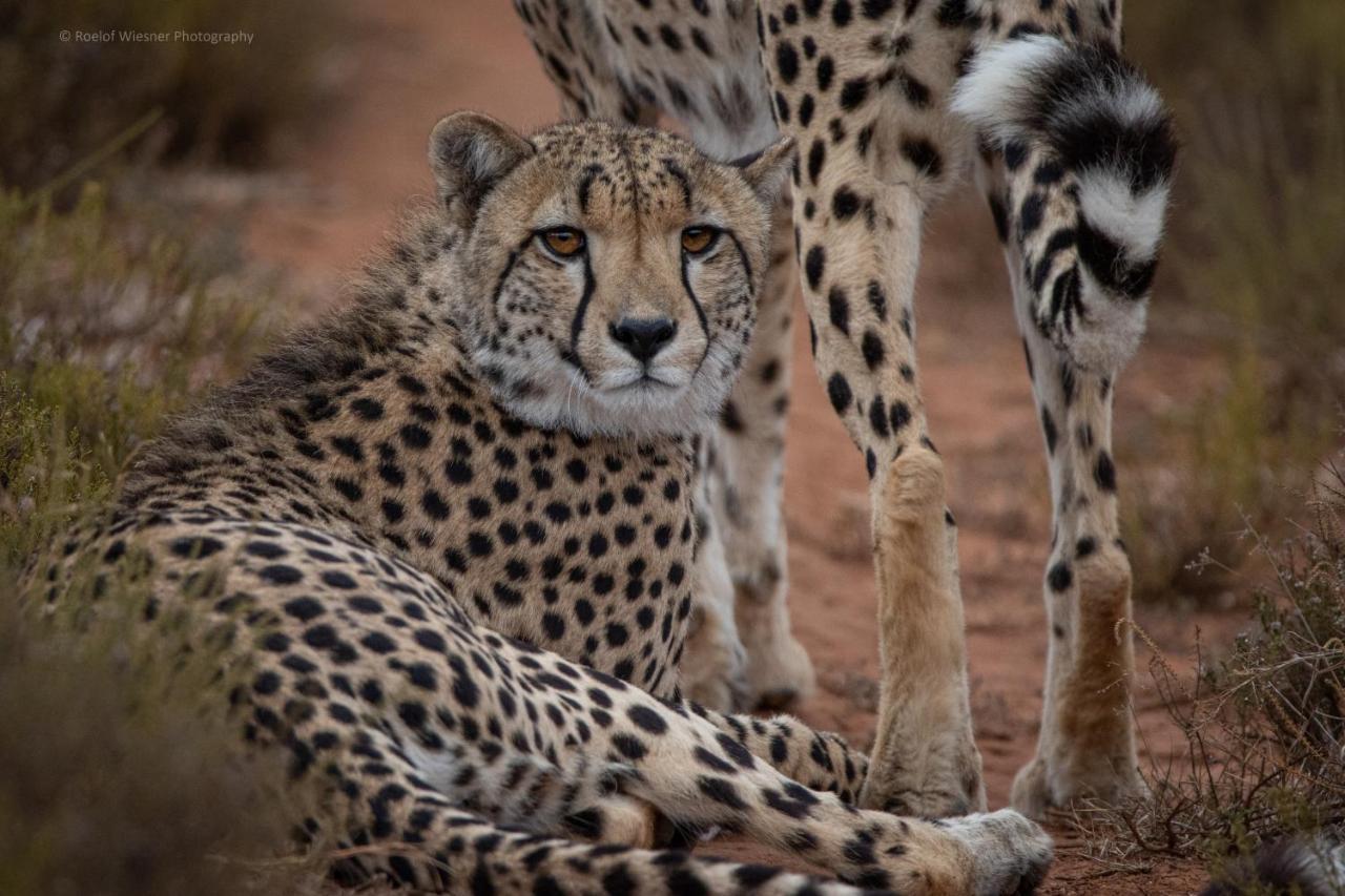 Hillsnek Safari Camp - Amakhala Game Reserve Βίλα Εξωτερικό φωτογραφία