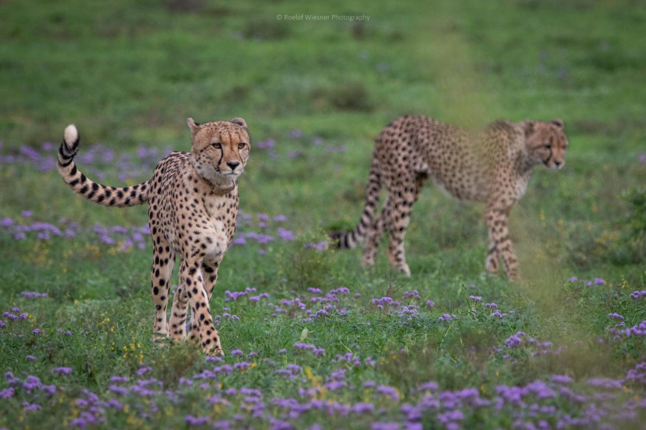 Hillsnek Safari Camp - Amakhala Game Reserve Βίλα Εξωτερικό φωτογραφία