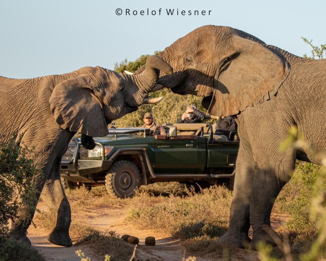 Hillsnek Safari Camp - Amakhala Game Reserve Εξωτερικό φωτογραφία