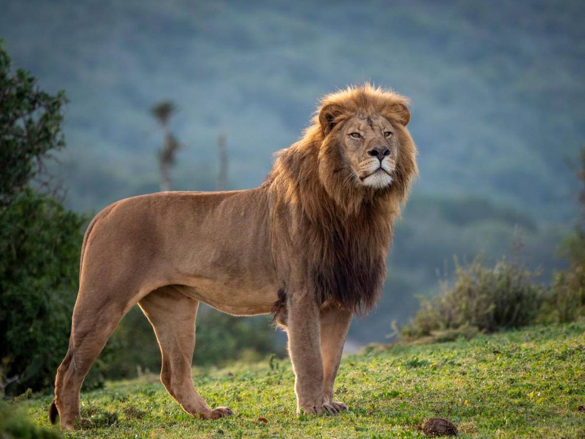 Hillsnek Safari Camp - Amakhala Game Reserve Εξωτερικό φωτογραφία